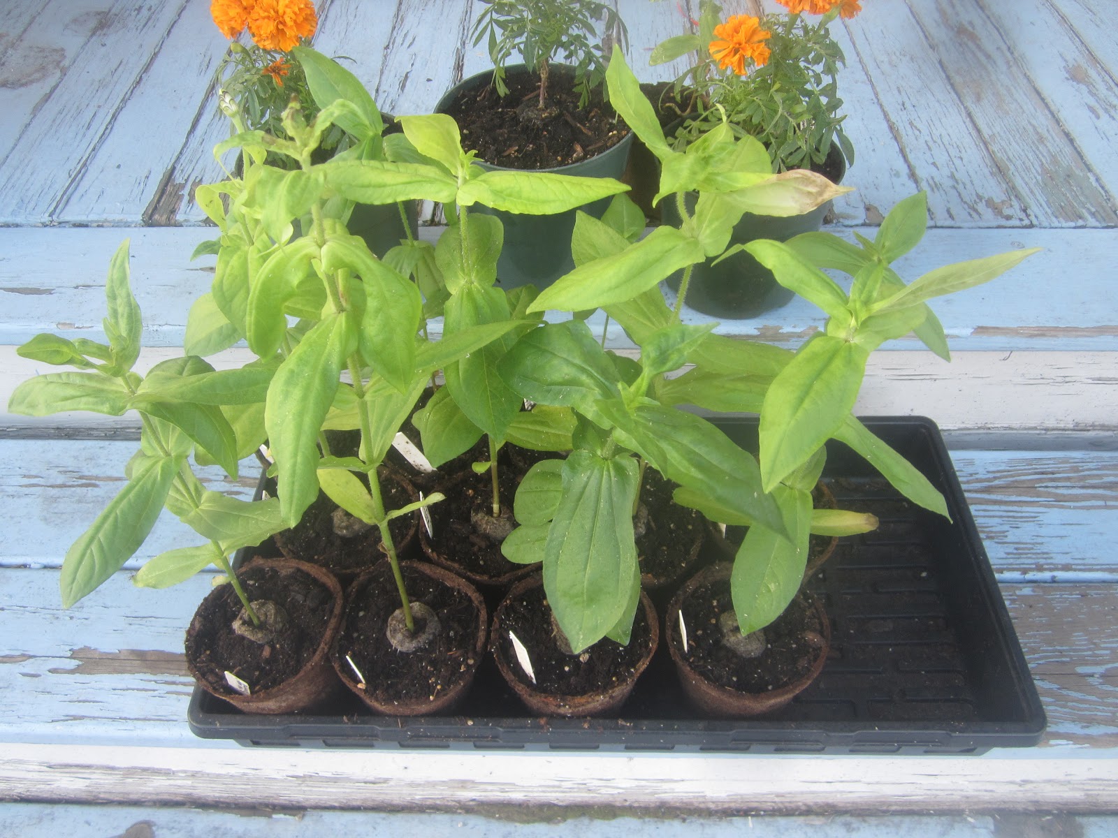 Backyard Organic Gardener Zinnia Kale Marigold Seedling Status