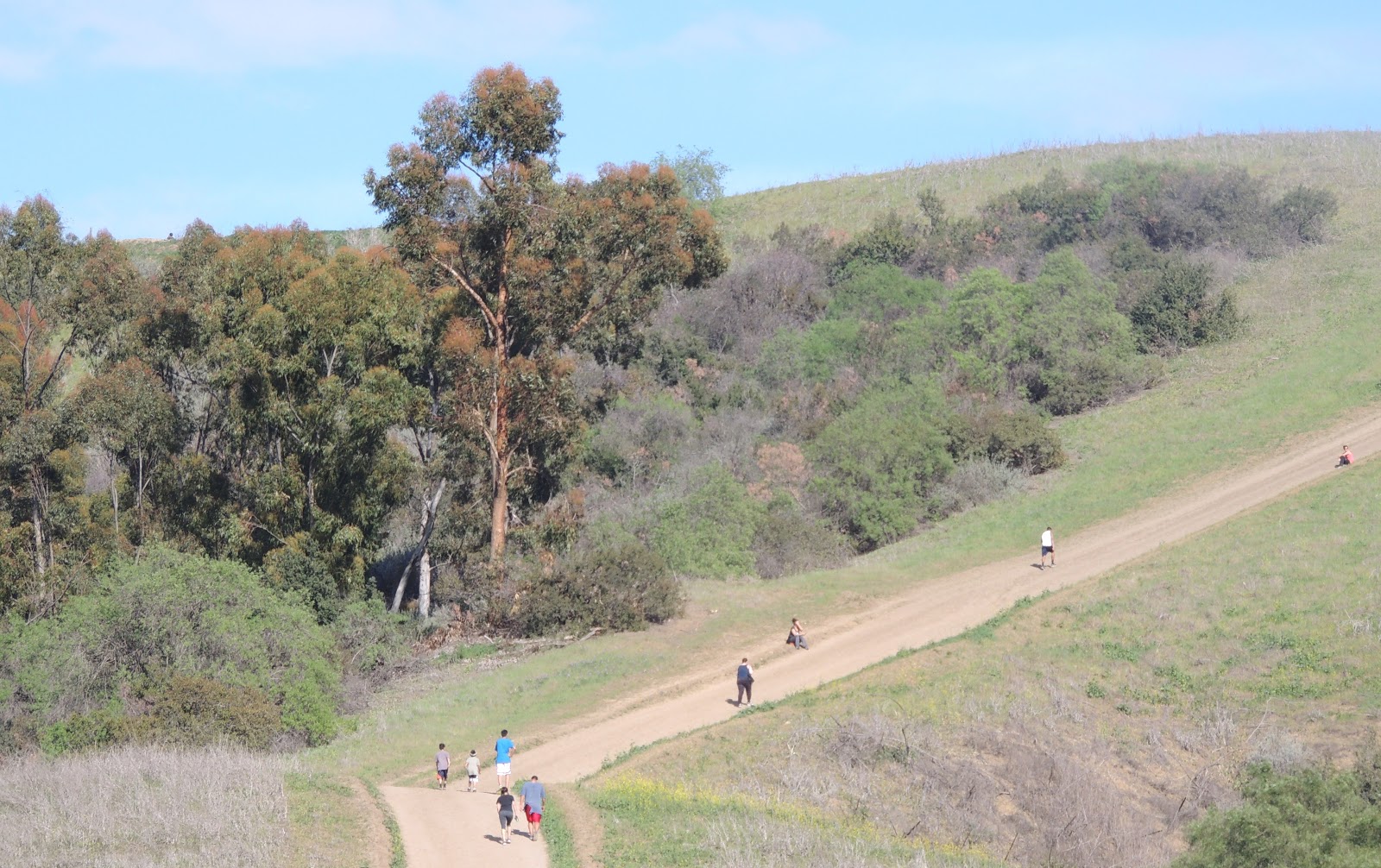 1000 Hikes in 1000 Days Day 838 Hellman Park Trail Peppergrass