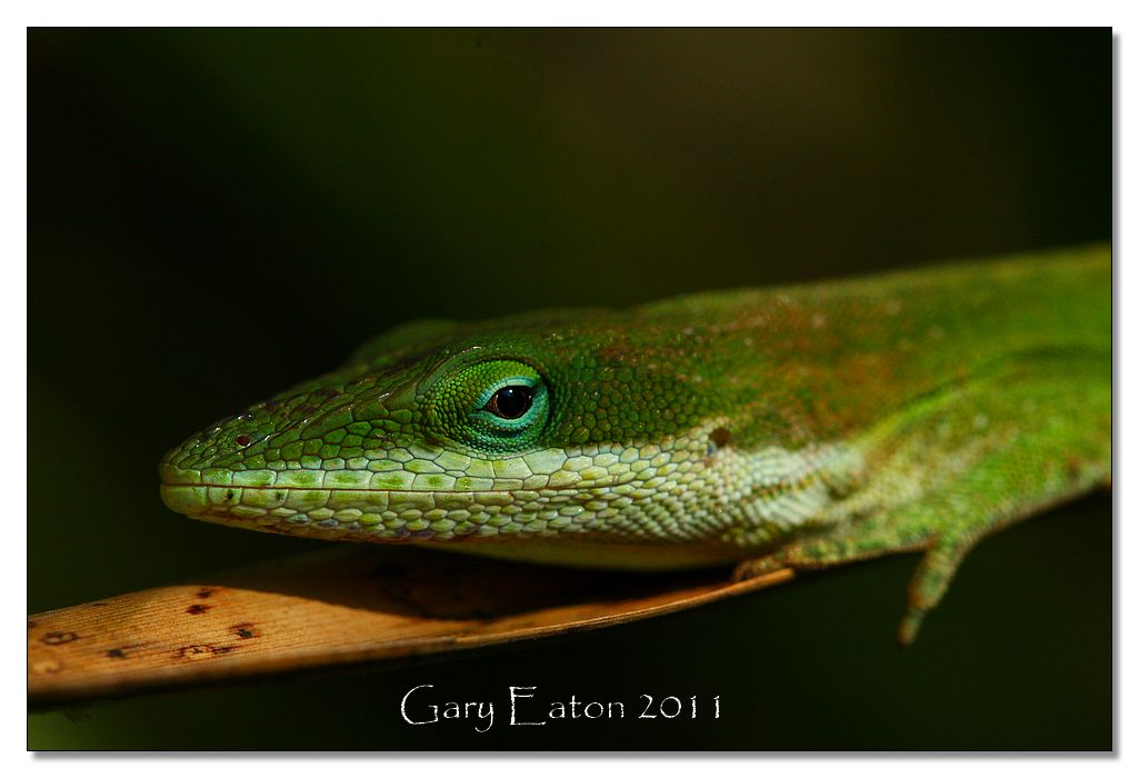 IMAGE: http://4.bp.blogspot.com/-ErlKWKxRZ_U/TwCOGEdF8RI/AAAAAAAAFiA/oB21U3hAlng/s1600/IMG_5502.jpg