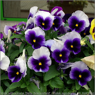 Viola wittrockiana 'Delta Beaconsfield' flowers - Fiołek ogrodowy, bratek kwiaty