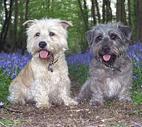 All Terrier Breeds