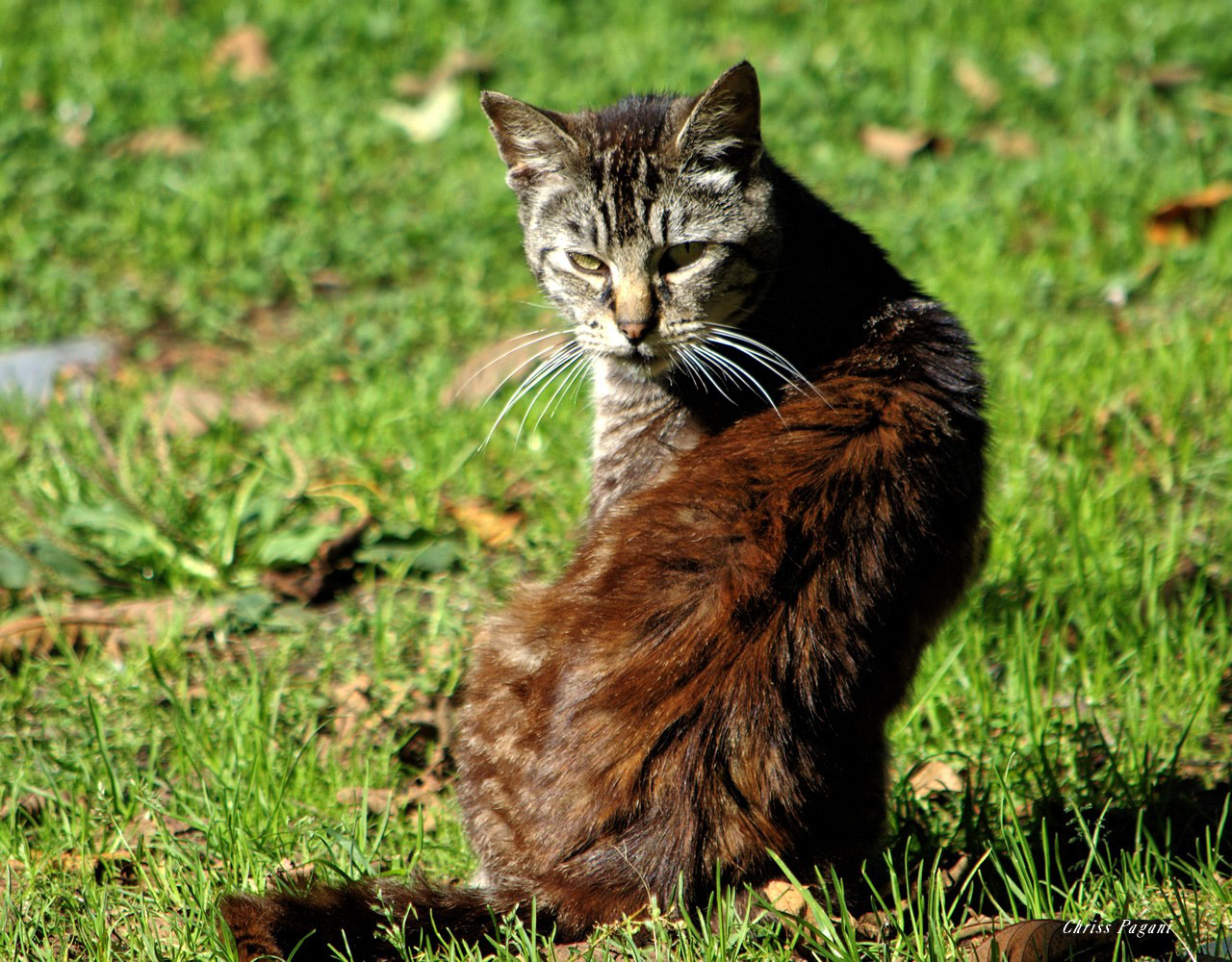 Feral Tabby Tom The Feral Life Cat Blog