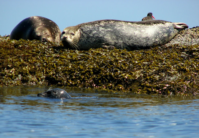 Seals watch us drift by; an Oyster Catcher  takes care of business in the background