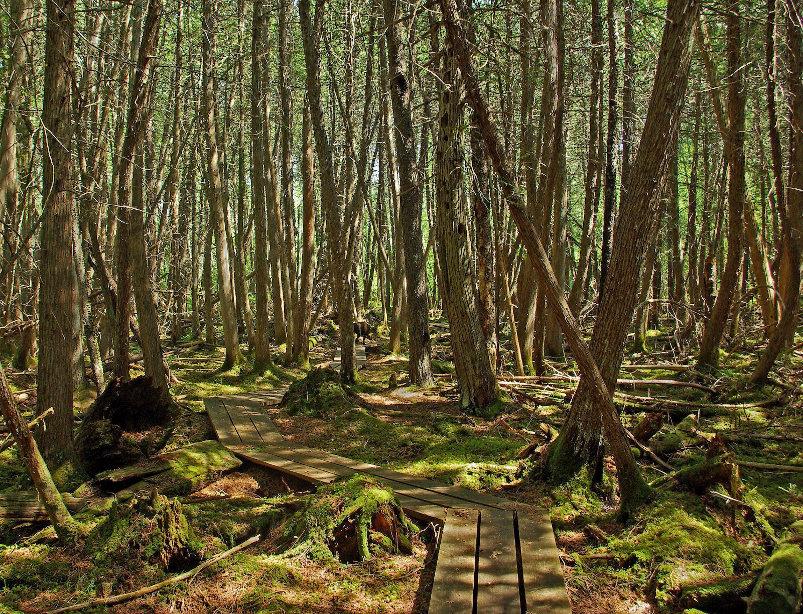 Cedar Swamp
