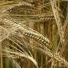 Arpa Şifalı Bitki Arpa Şifalı Bitki
