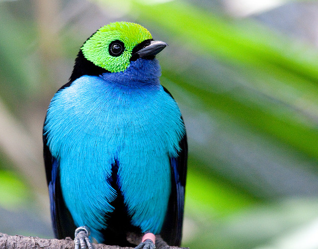the green lantern of the animal kingdom the paradise the green lantern of the animal kingdom the paradise
