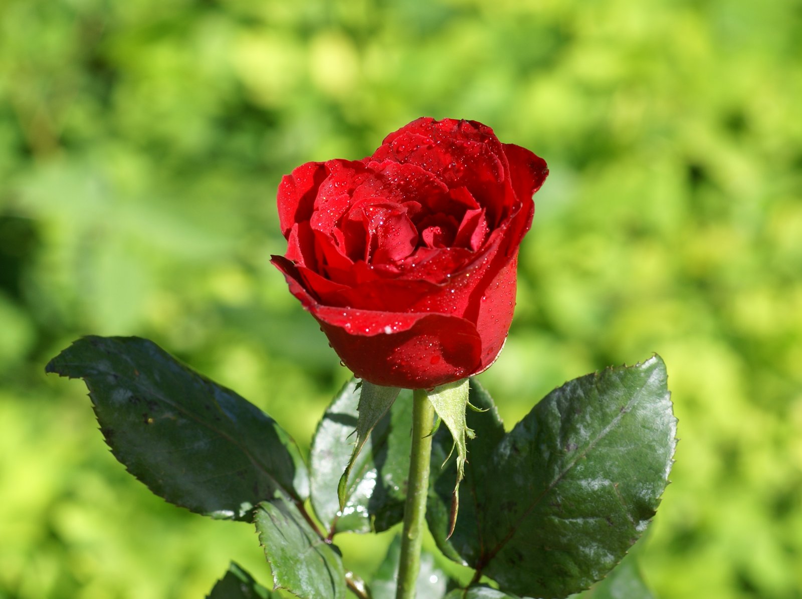 Imagenes De Flores Bellas - Imagenes De Arreglos Florales Con Flores Exoticas