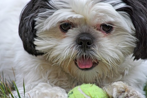 Shih+tzu+dogs+pictures