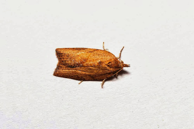 Light Brown Apple Moth (female) - Photographed in Milton Keynes Light Brown Apple Moth (female) - Photographed in Milton Keynes