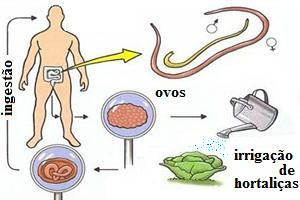 Iodo e helminths