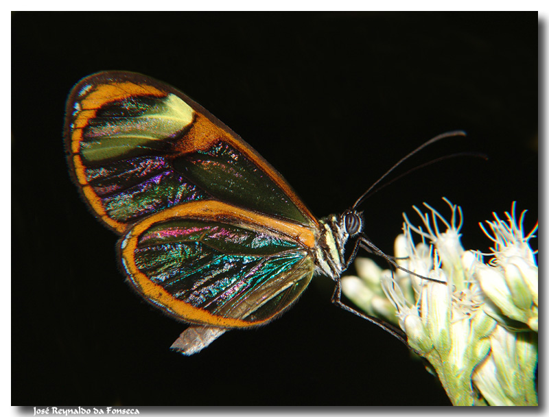 Mariposa transparente - Cosas raras en un mundo raro