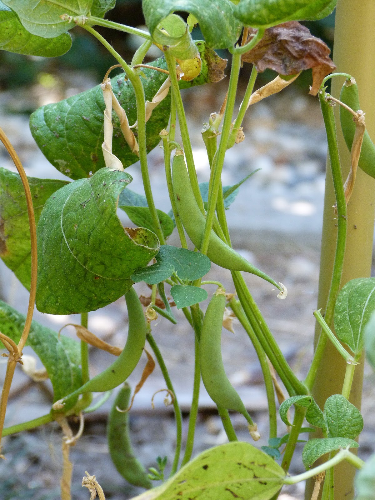 A Full Years Worth Garden Update It's My Side of Life Healthy