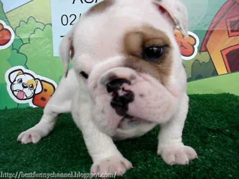  Cute puppy.