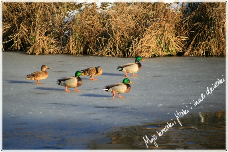zimowanie kaczek,  kaczki krzyżówki, wintering ducks, mallard duks