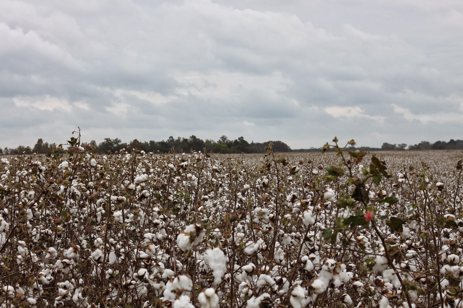 Have you ever picked cotton? Living With Thanksgiving