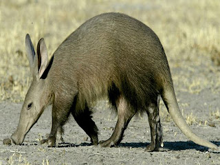 Aardvark Animal Pictures