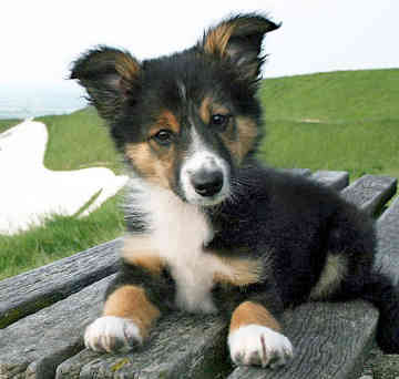 Cute Puppy Dogs: Red border collie puppies