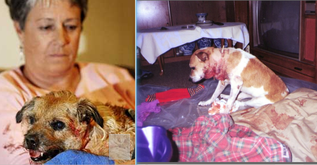 What Breed Of Dog Attacks Humans The Most What Breed Of Dog Attacks Humans The Most