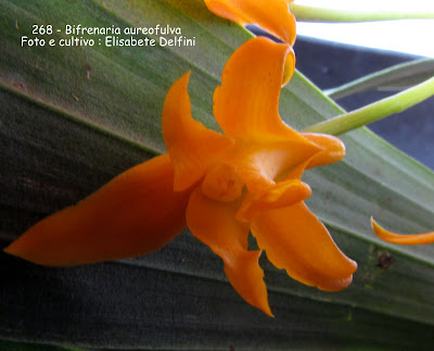 Bifrenaria aureofulva Bifrenaria aureofulva do blogdabeteorquideas