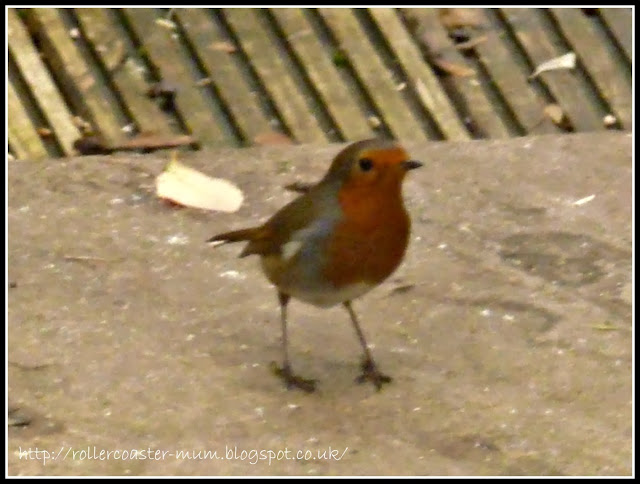 Robin Robin redbreast