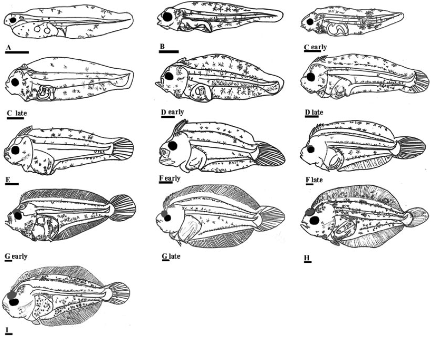 Mostly Open Ocean Flatfish eyes The twice solved mystery