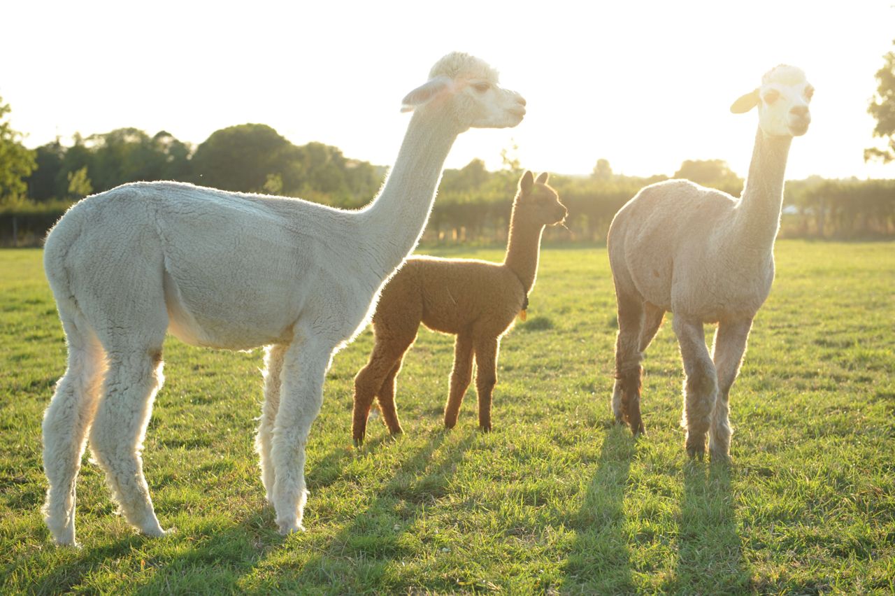 Purl Alpaca Designs Fashion in the Fields of Houghton Hall Alpaca Farm