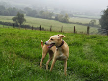 Joyous Walkies