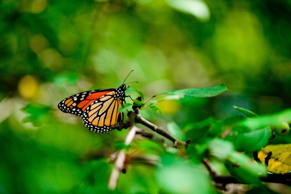 The Best Butterfly Images Beautiful Full HD