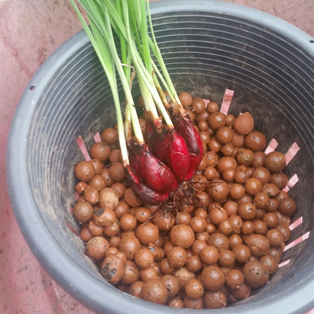 Affnan's Aquaponics Dayak Onion