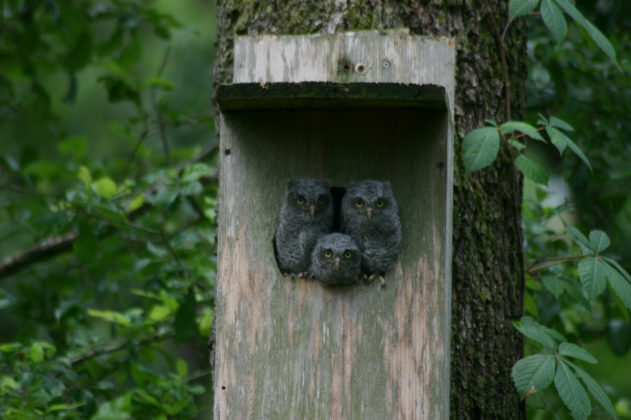Owl Nesting Box Construction William Kramer Photography