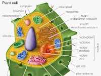 Cell Wall Diagram Cell Wall Diagram