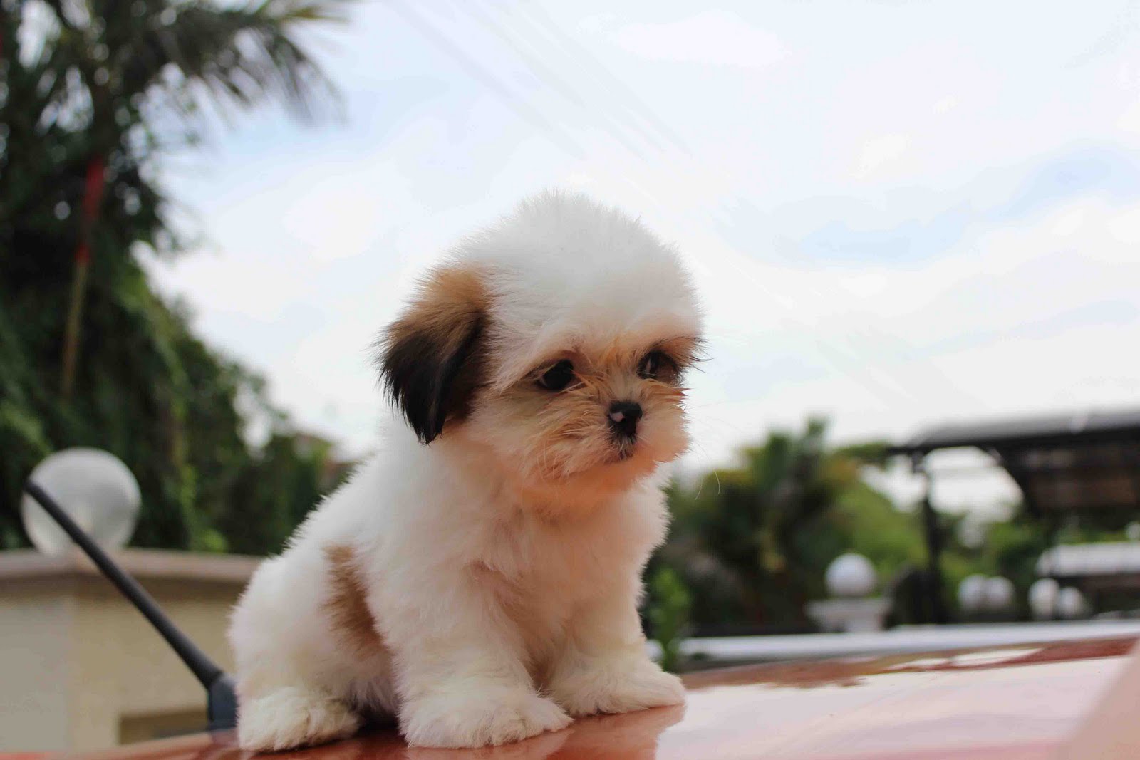LovelyPuppy Mini Shih Tzu Puppies For Sales RM499 ONLY!!!