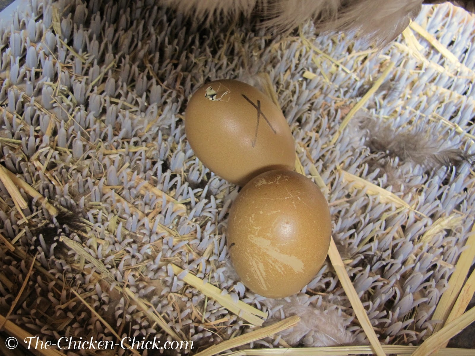 Caring for Broody Hens Facilitating Egghatching The Chicken Chick®