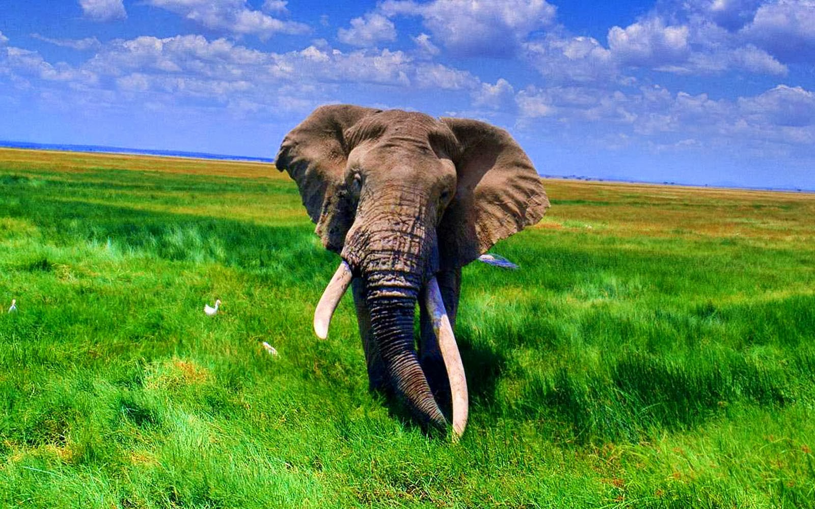 African Elephant Wallpapers ~ HD WALLPAPERS