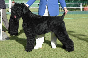 Black Russian Terrier Grooming Chart