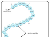 Protein Diagram Protein Diagram