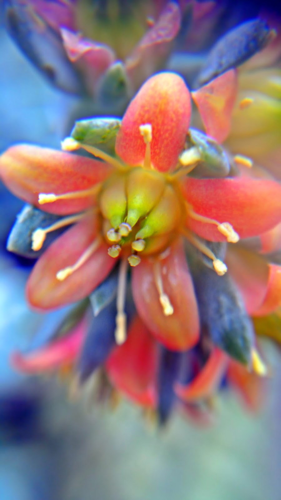 Cacti flower - Flower Dome meheartseoul.blogspot.sg (Vera Lee)