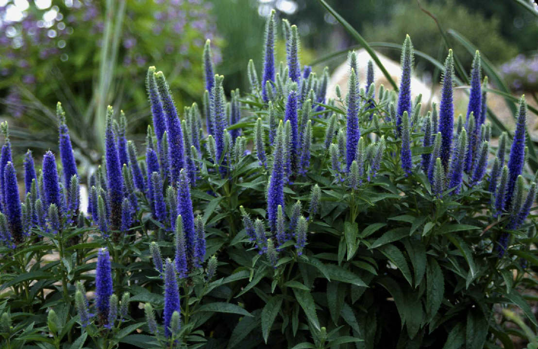 flowers for flower lovers. veronica flowers.
