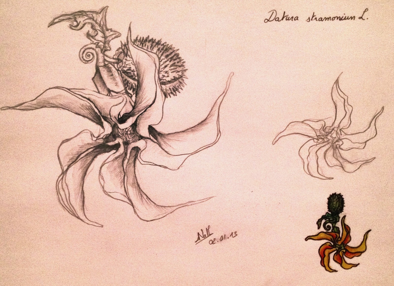 tatouage rose des vents signification Les Tatouages Les