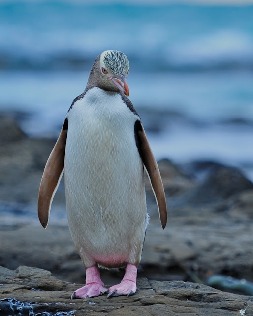 cute bird penguin
