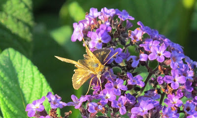 Tawny-edged Skipper, Polites themistocles