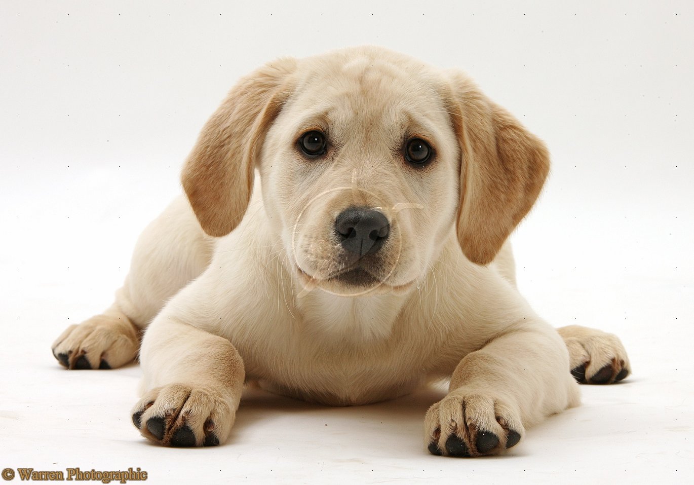 puppy labrador dogs yellow labrador retriever puppy labrador dogs yellow labrador retriever
