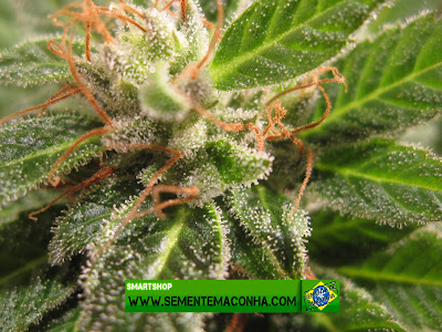 Flor da Maconha com cristais de THC Flor da Maconha com cristais de THC