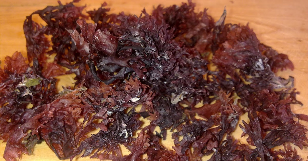 Irish Moss Natural Hair Irish Moss Natural Hair