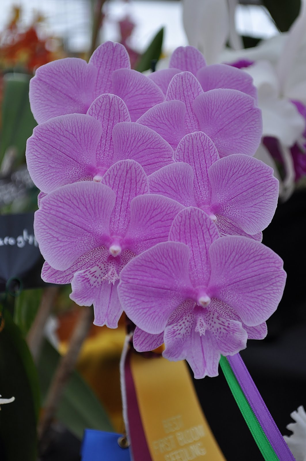 Primarily Cymbidiums Virginia Orchid Society Show, 2011