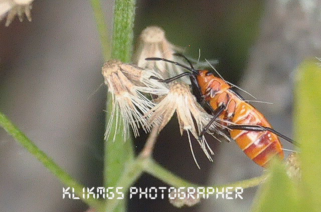 Macro Serangga - Banyumas Klikmg 5 Fotografi Macro Serangga - Banyumas Klikmg 5 Fotografi