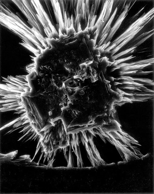 Черно-белые фотографии микроорганизмов  Клаудии Фэхренкемпер