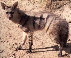 Aardwolf, Hewan Mamalia Unik Paling Langka di Dunia