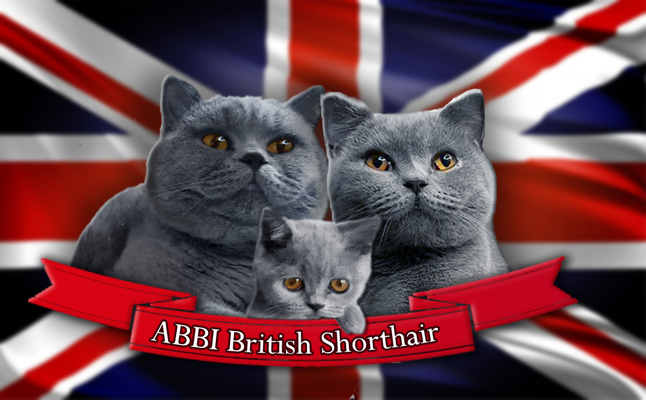 Abbi Criadero British Shorthair