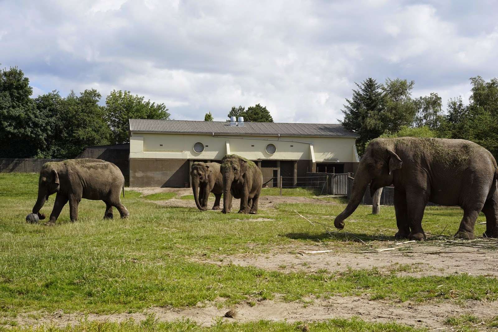 Richard Bjerkoe - Robust Dad - Elephant World Cup